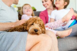 Do dogs perceive children differently than adults