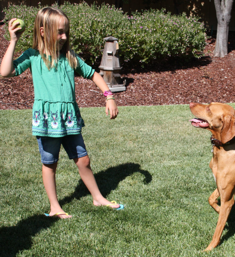 Teaching your dog to fetch in 8 easy steps