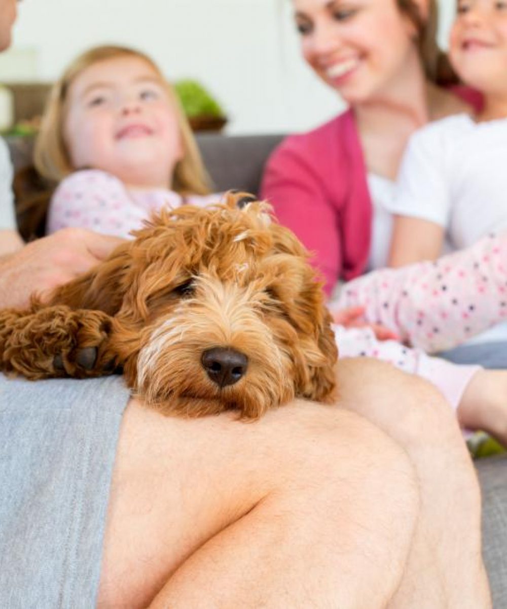 Do dogs perceive children differently than adults