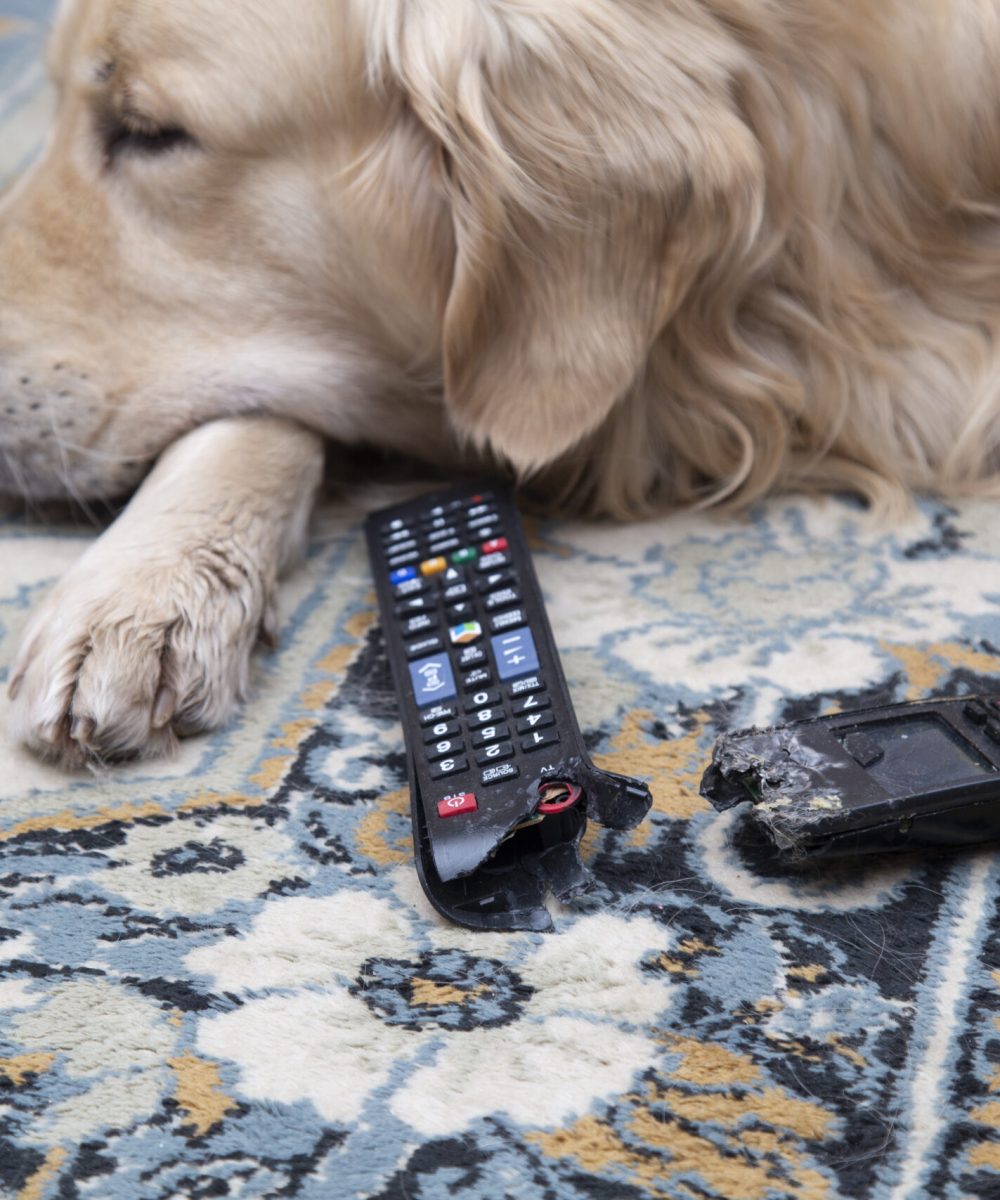 The dog is lying with gnawed TV remotes and a gnawed phone.
