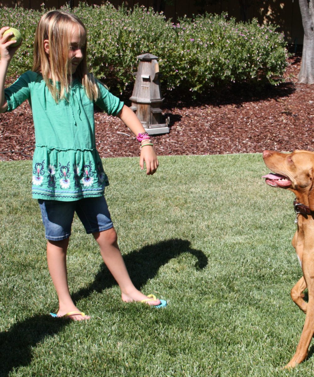 Teaching your dog to fetch in 8 easy steps