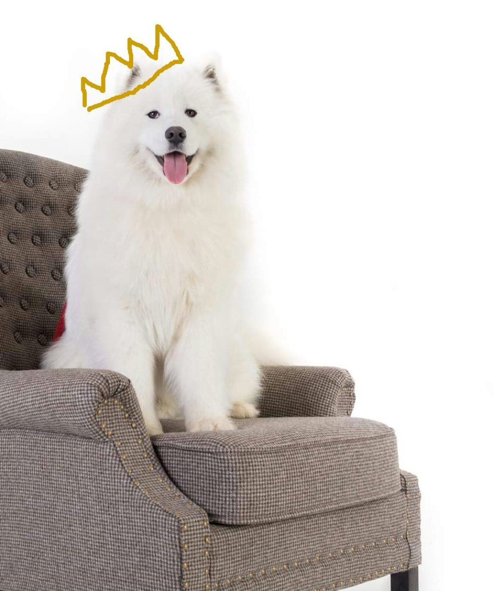 Dog with crown_edited-1