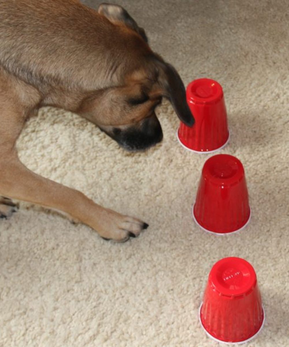 sniffer dog games to play with your child and your family dog